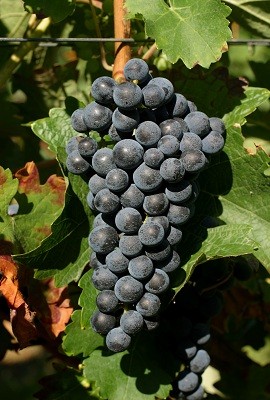 赤霞珠(Cabernet Sauvignon)