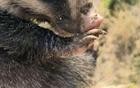 合肥田埂惊现“猪鼻子怪” 专家提醒：萌态之下藏利齿，勿近！