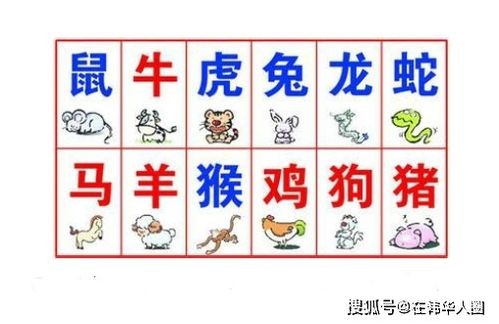 生肖星座匹配：揭秘你的完美婚姻配对