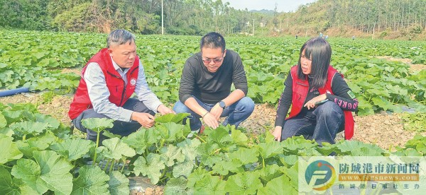 “新农人”田间忙 贝贝南瓜长势旺