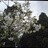 appletreeeee