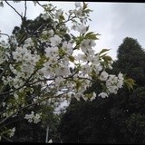 appletreeeee