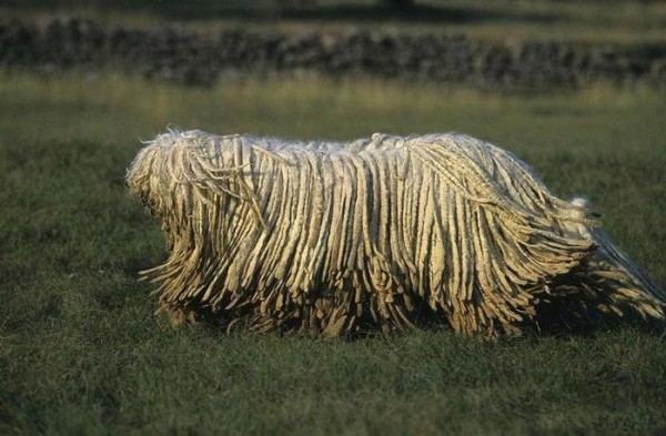 我很丑但我很温柔! 10大最丑狗狗排名，中国一本土犬种排第一