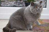 明星宠物猫TOP10，你为何偏爱这一种？