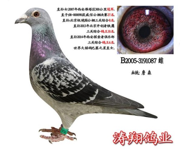秦利鸽,秦跃杰(秦利鸽年龄)