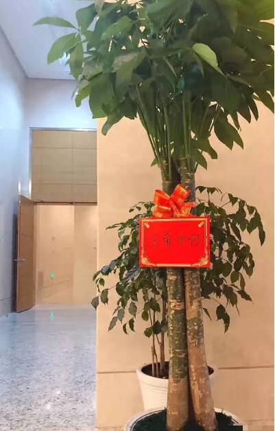 王菊粉丝送上特别应援物发财树 称:后援会太穷 花篮太贵!网友：整个地球都在粉菊(一)