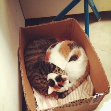 猪猪兄妹生活零散记录
