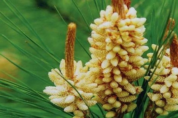 松花粉多少钱一斤？怎样辨别松花粉的真假？