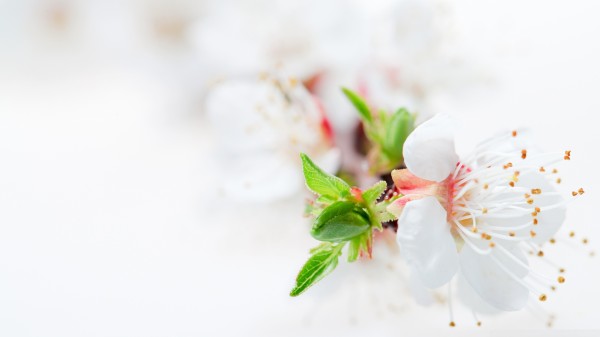 真松花粉