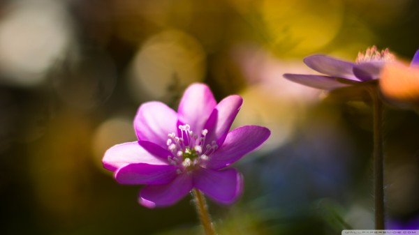 真松花粉