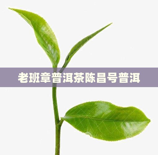 陈昌号老班章普洱茶