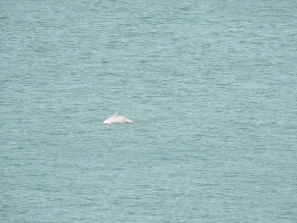 三亚湾多了个“常驻贵客”！来看中华白海豚现身的珍贵画面→
