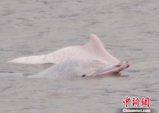 海上养殖整治显成效　宁德海域频现中华白海豚结伴嬉戏