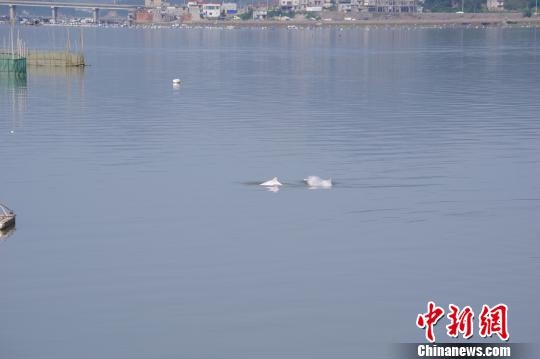 海上养殖整治显成效　宁德海域频现中华白海豚结伴嬉戏