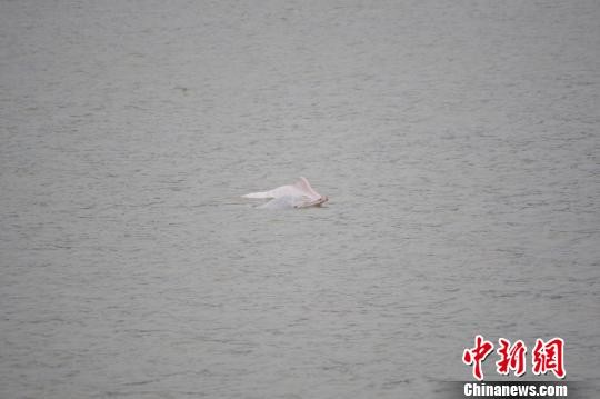 海上养殖整治显成效　宁德海域频现中华白海豚结伴嬉戏