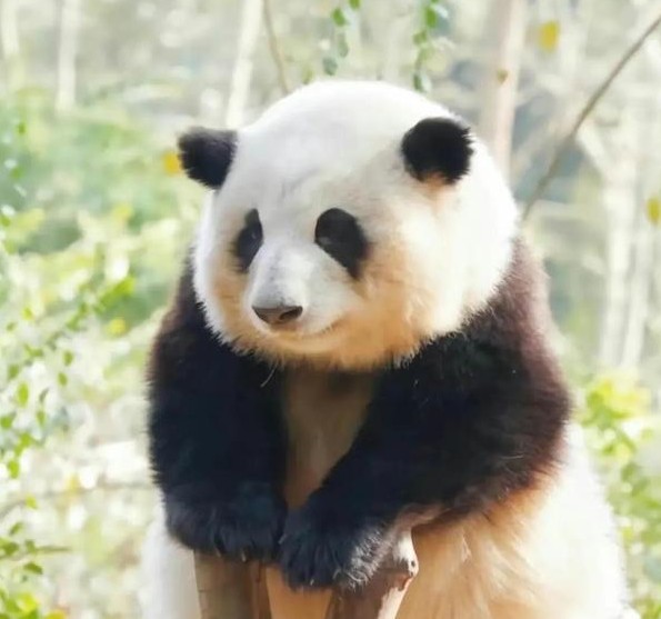 熊猫圈顶流“女明星”花花，一出场简直萌翻众人！