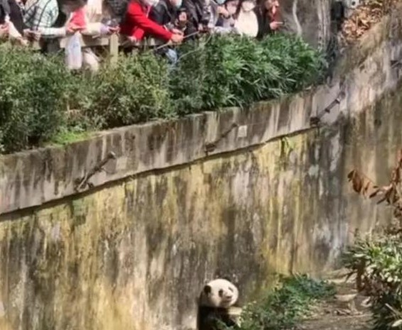 熊猫圈顶流“女明星”花花，一出场简直萌翻众人！