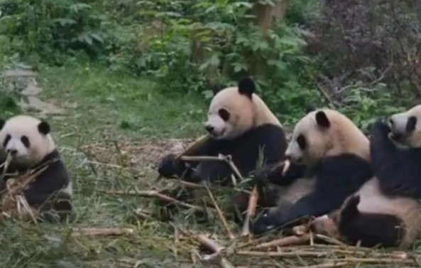 熊猫圈顶流“女明星”花花，一出场简直萌翻众人！