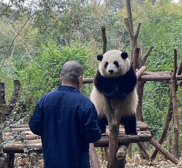 熊猫圈顶流“女明星”花花，一出场简直萌翻众人！