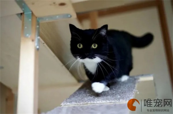 奶牛猫要补钙吗 缺钙的症状有哪些