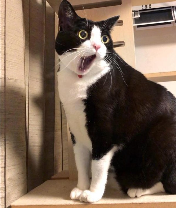为什么奶牛猫从万人迷，变成了万人恨？原因有几个
