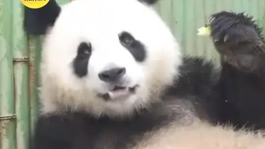 两熊争笋视频封面