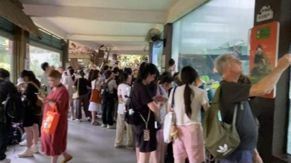 上海动物园大熊猫“和风”过生日