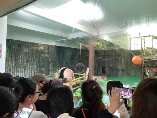 上海动物园大熊猫“和风”过生日 猫粉热情互赠周边