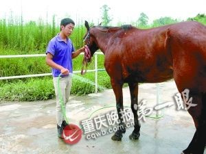 马术教练孙帅清洁马匹