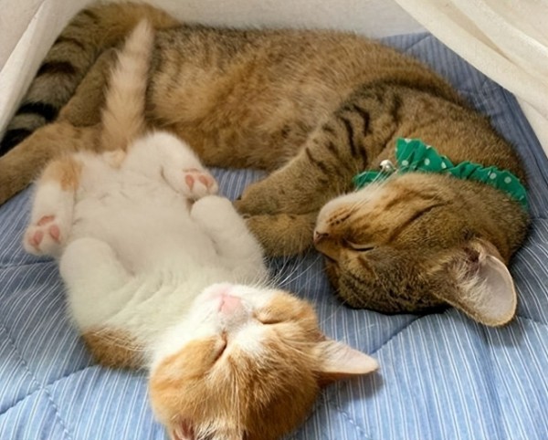 怎么知道两只猫关系好不好