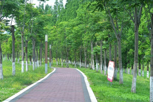 龙吟滩湿地公园健康步道。何鑫摄