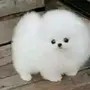 君主来了