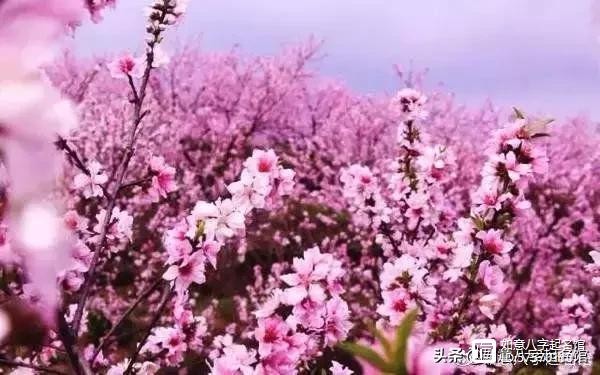 八字合婚周易算婚姻算命看婚姻八字合不合
