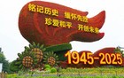 纪念抗战胜利80周年主题花坛亮相