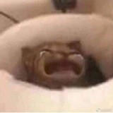 萝卜