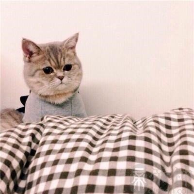 布偶猫咪的名字大全