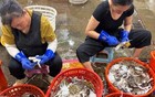 梭子蟹骗局！老渔民怒揭海鲜市场黑幕，看完再也不敢乱买