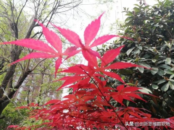要想跟领导处好关系、共好事，就必须做到这几条！
