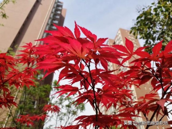 要想跟领导处好关系、共好事，就必须做到这几条！