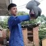 失宠的小野猪