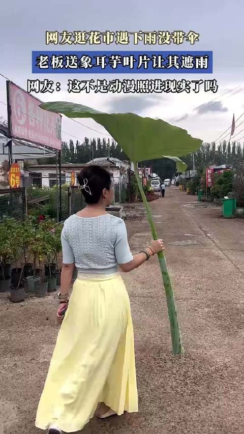 网友逛花市遇下雨没带伞,老板送象耳芋叶片让其遮雨!