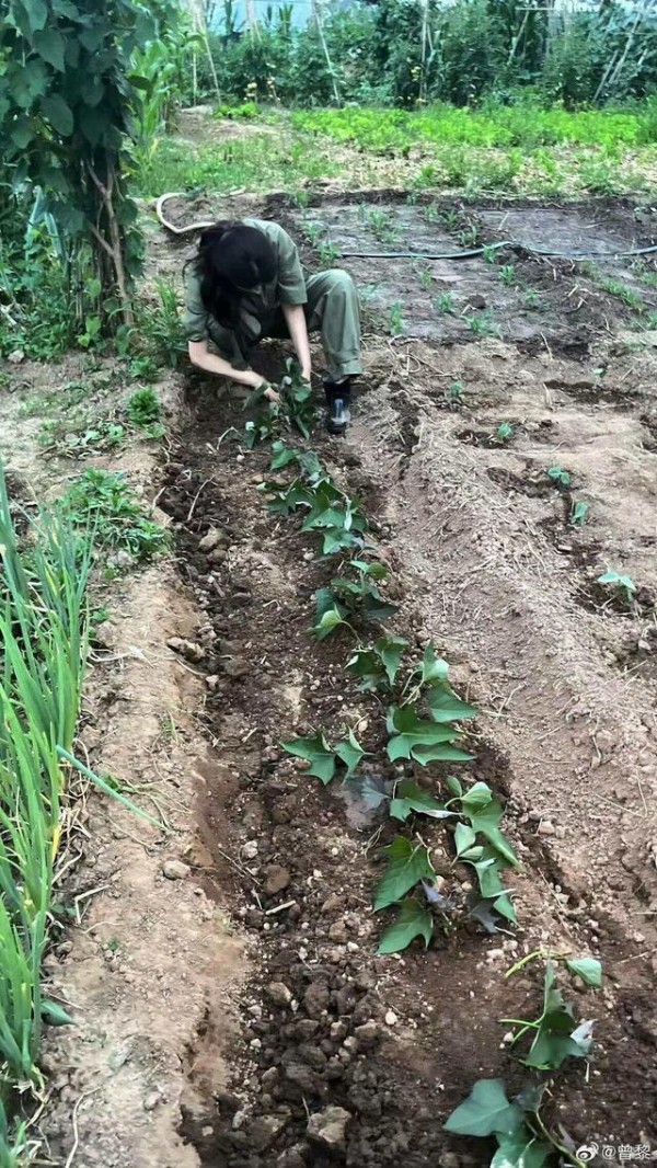如何看待马天宇的农场生活 明星种菜引热议