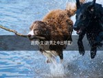 跑男h文(跑男之中出明星)