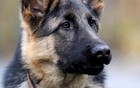 陕西外逃狼犬已被击毙六条，没有逃跑的狼犬也全被打死