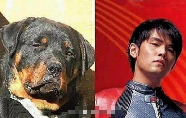 动物明星再添一员, 李荣浩也有了自己的动物代言人
