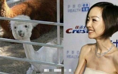 动物明星再添一员, 李荣浩也有了自己的动物代言人