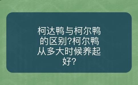 柯达鸭与柯尔鸭的区别?柯尔鸭从多大时候养起好?
