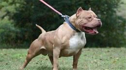 怎么判别一只柯基犬是不是纯种柯基犬？只需要看这4点就能够