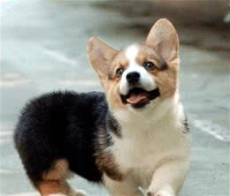 那么多人喜欢的柯基犬，你了解多少？