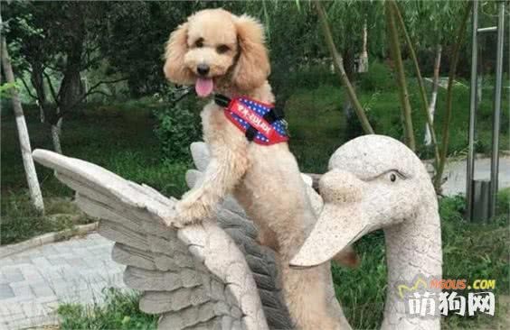 贝灵顿梗摇尾巴代表原来是在向你表达这些问题